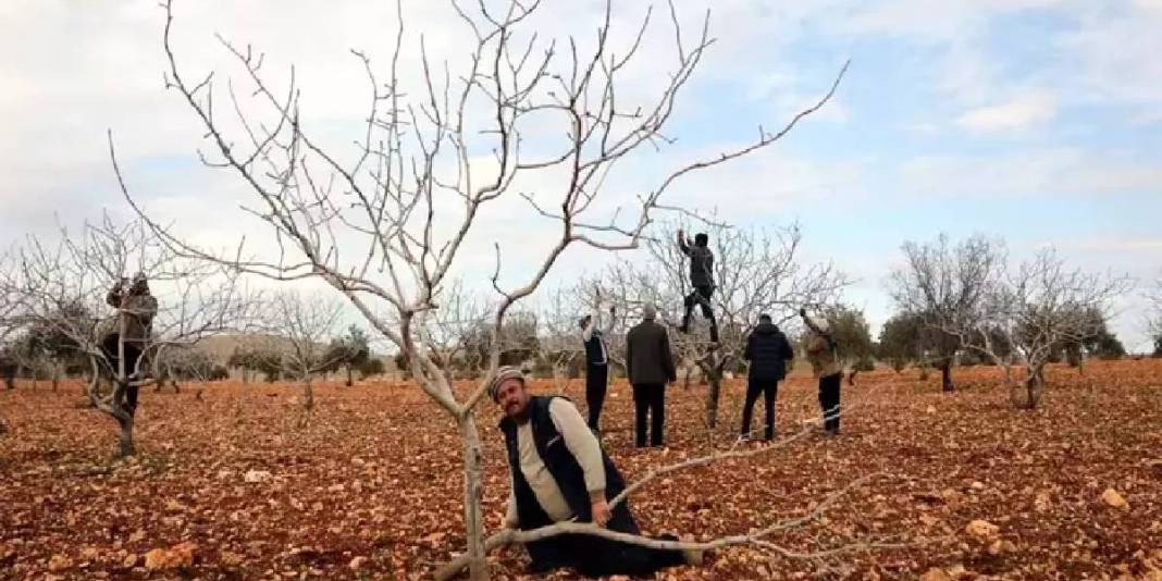 Toprak suya doydu hasada az kaldı: 120 bin ton rekolte bekleniyor 1
